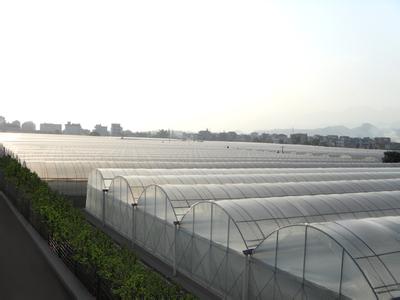 連棟大棚