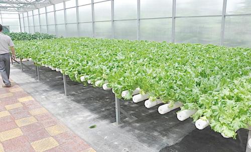 蔬菜大棚